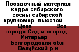 Посадочный материал кедра сибирского (сосны сибирской) крупномер, высотой 3-3.5  › Цена ­ 19 800 - Все города Сад и огород » Интерьер   . Белгородская обл.,Валуйский р-н